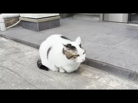 イキって散歩に行ったけど寒さに耐えれずすぐに帰るモチモチな猫 サムネイル