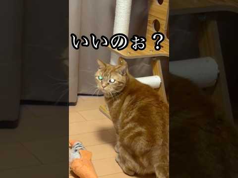 いいのぉ？ ねこ アメショ cat 蹴りぐるみ サムネイル