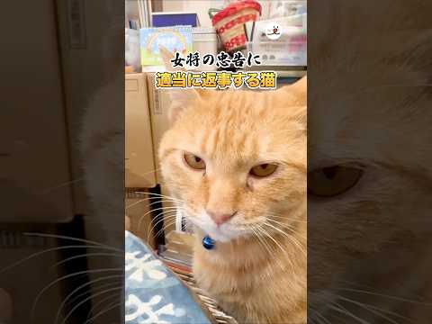適当に返事する猫｜PECO サムネイル