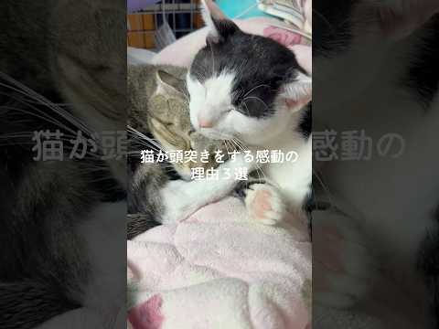 猫が頭突きをする感動の理由3選 猫 ねこ 猫好きさんと繋がりたい ねこ動画 猫動画 保護猫 雑学 豆知識 VOICEV… サムネイル