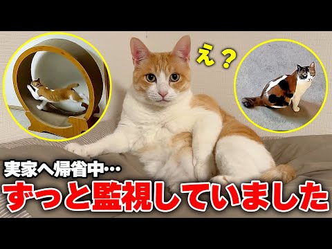 お留守番中の猫たちを監視カメラで観察していたらまさかの行動をしていました…！！ サムネイル