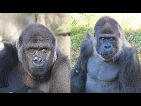 モモカとモンタ　動物福祉を軽んじる、というよりやっていない卑劣極まりない千葉市動物公園　ゴリラ　202512 サムネイル