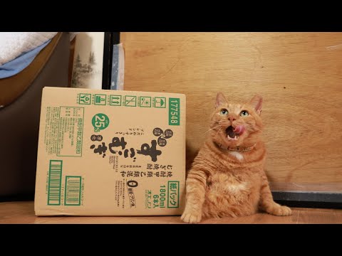 すごむぎの箱の麦茶　box and cat　260108 サムネイル