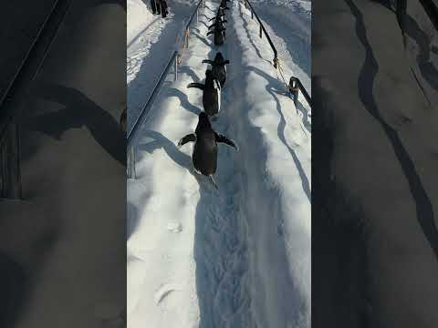 飼育員目線の雪中散歩 サムネイル