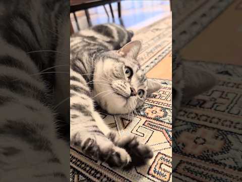 アメショーのラッテ アメショ アメリカンショートヘア 猫と暮らす家＃猫との暮らし猫 サムネイル