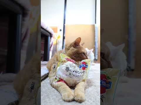 苺のメロンパン（苺ジャム＆ホイップ）　260123　のせ猫　 cat 猫のいる暮らし ネコ　 cute　 ねこ　 猫の… サムネイル