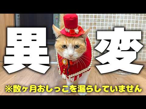 【緊急事態】ロビンがおしっこを漏らさなくなってしまいました。