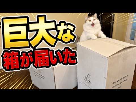謎の巨大な箱が届きました…！！！