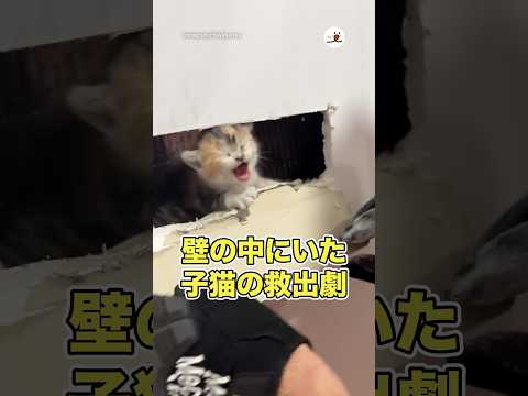 壁の中から子猫を救出したレスキュー隊|PECO