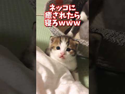 ネッコの動画で癒されたら寝ろｗｗｗ　2ch  動物  猫 癒やし ねこ動画 サムネイル