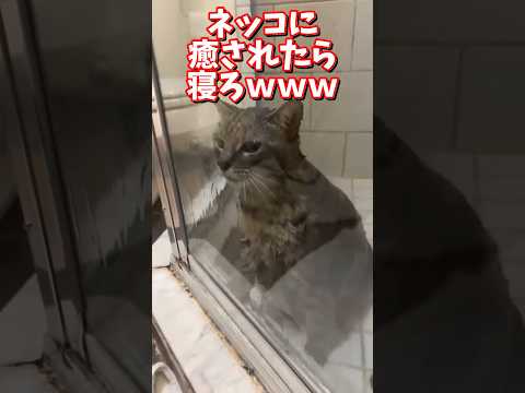 ネッコの動画で癒されたら寝ろｗｗｗ　2ch  動物  猫 癒やし ねこ動画 サムネイル