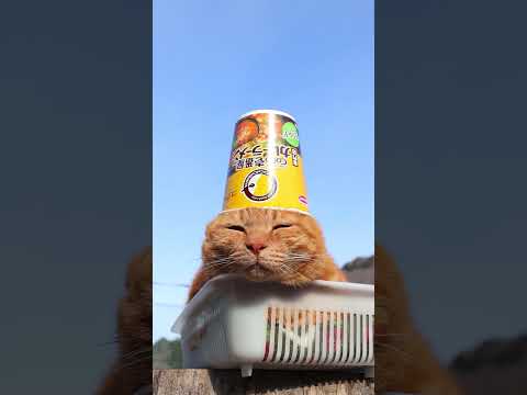 CoCo壱番屋監修　専門店のカレーラーメン　 マイルド　260404　のせ猫　 cat　 猫のいる暮らし　 cute… サムネイル