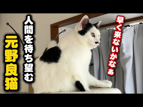 人間が好きすぎて必ず入待ちをする元野良猫の健気な姿 サムネイル