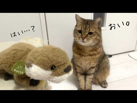 猫が5年間大切にしているぬいぐるみに対してある行動が止まらなくなった… サムネイル