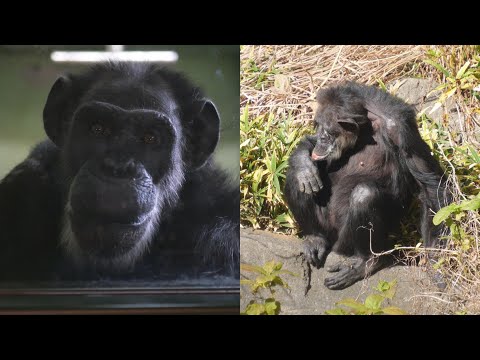 オヤツを与えられなくなった可哀そうなサンタとジージョ、鏑木園長よ、おまえなどより彼らのほうが動物園に貢献してきたのだぞ… サムネイル