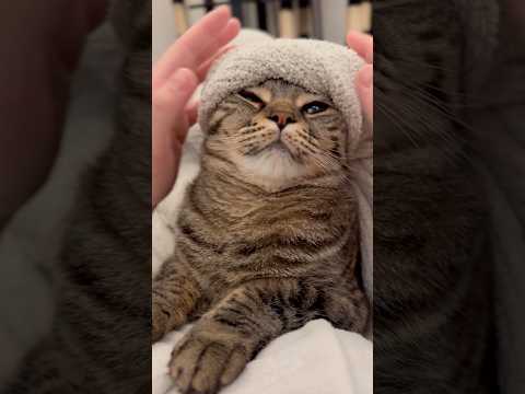 大暴れ猫、毛布で包むと何しても起きなくて可愛い...www cat 猫