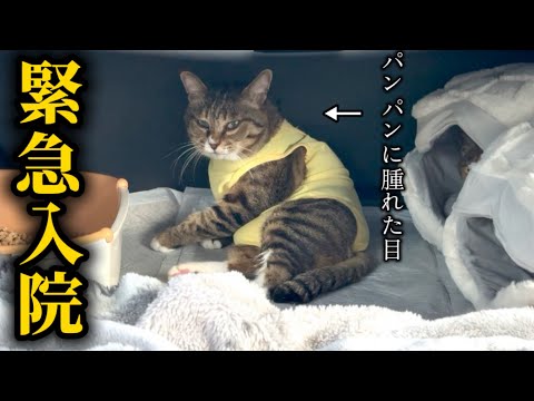 ほたて君にまた病気が見つかりました… サムネイル
