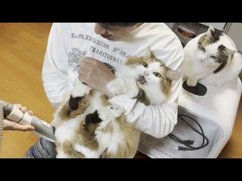 緊急措置！粗相をした長毛種の猫のお尻を丸出しにせよ！ サムネイル
