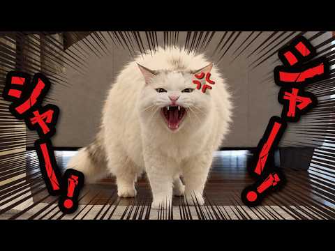 仲良しだった猫たちが信じられないぐらい険悪になってしまいました サムネイル