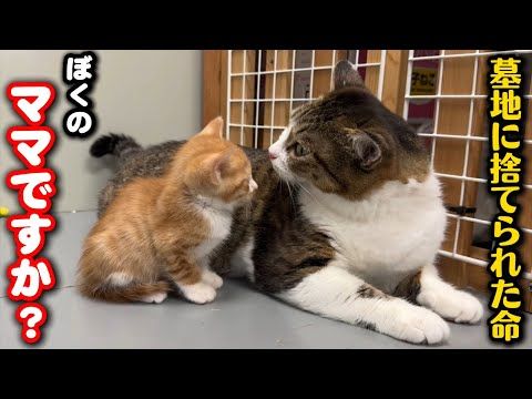 お墓に遺棄された子猫を関係ない母猫に預けてみた