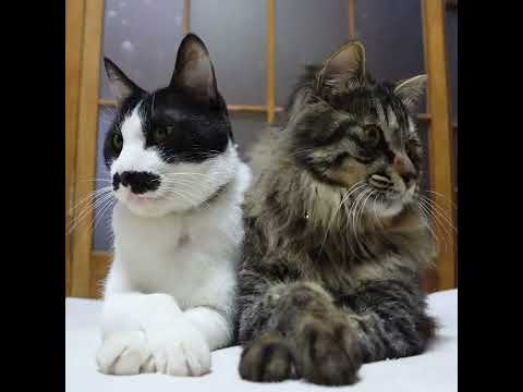 ちょびクロおててばってん　260523　 cat ちょび kitty　 毛 ネコ cute　 長毛種 kitten ねこ サムネイル