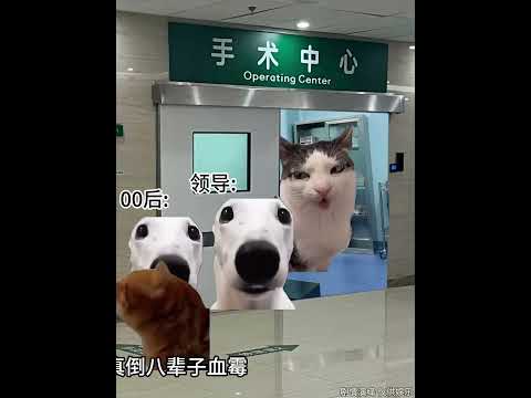 公司里你是领导，但在肝肠科你是老登 有趣 猫meme 猫meme剧场 猫meme小剧场 内容过于真实  故事 貓 猫猫… サムネイル