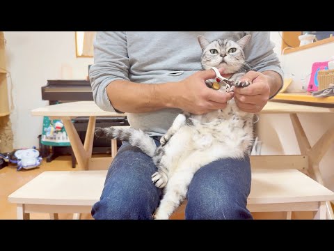 あいちゃんの凛々しい爪切り。