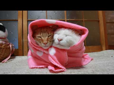 かご猫LIVE配信　2026年04月18日 サムネイル