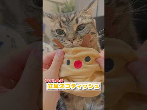 【2025年】ﾌﾟﾁたぬきと飼主たちwww cat 猫 サムネイル