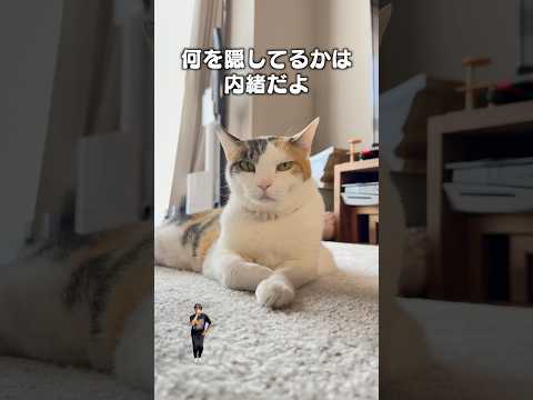 「隠してる」猫あるある|フルはApple Musicほか音楽アプリへ サムネイル