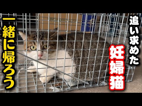 あのいわくつきの妊婦猫を保護しました サムネイル