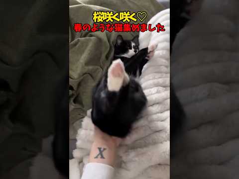 まだお花見いける！？ サムネイル