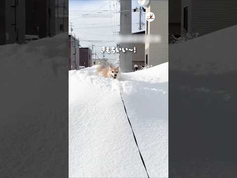 雪山好きすぎる｜PECO サムネイル