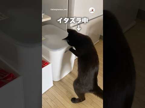 夢中でイタズラする猫を凝視してたら｜PECO サムネイル