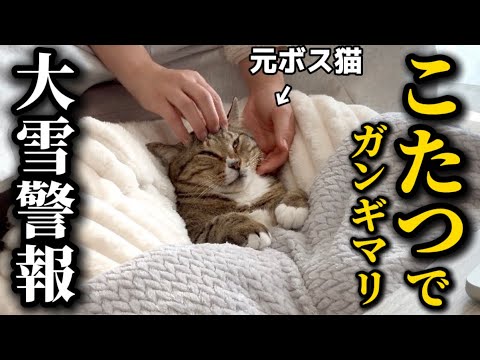 【大雪】大寒波がやってきた為こたつを出したら心地良すぎて動かなくなっちゃった元ボス猫 サムネイル
