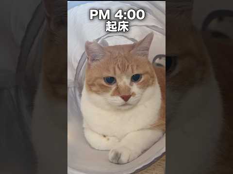 うちの猫、日本語覚えました! 元野良猫チャチャ ねこ cat