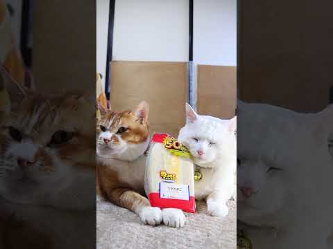 盛りすぎ！ツナたまごサンド　260224　のせ猫　 cat　 cute　 ねこ　 猫のいる暮らし　 ネコ　 kitte… サムネイル