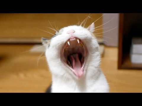 猫あるあるソング「飾りじゃないのよ前歯は」（みんなの前歯Ver.） サムネイル