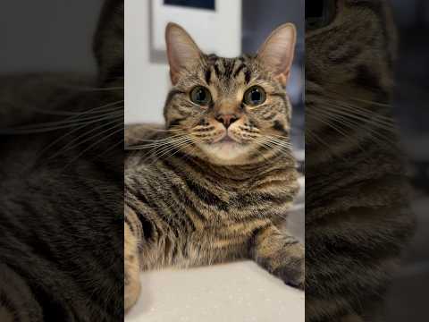 お休みパパと猫たちの1日 cat 猫 サムネイル