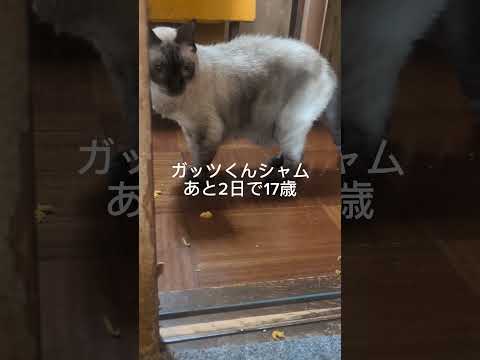 シャム猫ベンガル猫shorts funny cat猫ミャク子ガッツくん サムネイル
