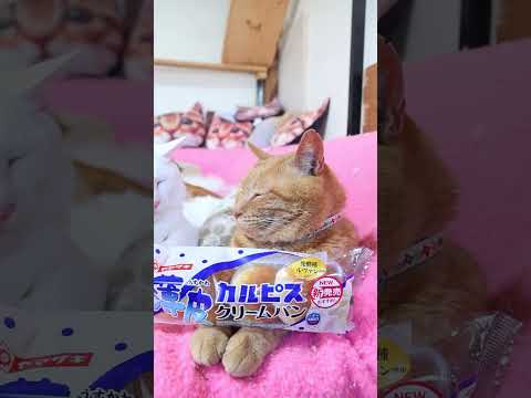 薄皮 カルピスクリームパン 260719 cat のせ猫 cute kitten 薄皮 ねこ