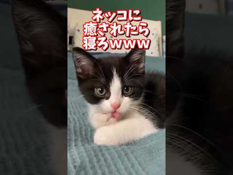ネッコの動画で癒されたら寝ろｗｗｗ　2ch  動物  猫 癒やし ねこ動画 サムネイル