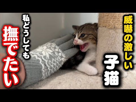 威嚇する子猫に手の温もりを知ってもらいたい サムネイル