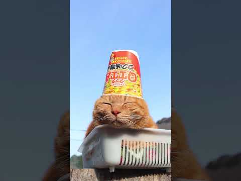 QTTA コク味噌味　260405　のせ猫　 cat　 猫のいる暮らし　 cute　 ねこ　 kitty　 ネコ　 c… サムネイル
