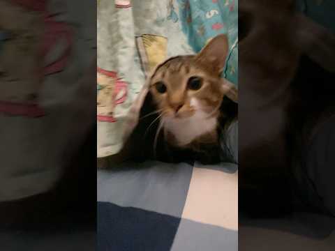 Warning: dinosaur detected サムネイル