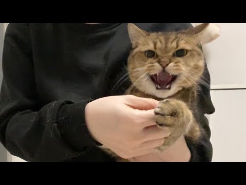 爪切りされてしゃーっと皆さんに威嚇を見せつけネコ サムネイル