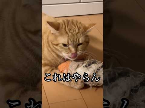 これはやらん 猫 蹴りぐるみ cat アメショ うめ サムネイル