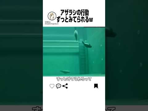 ずっと眺めていたい動画はこちらww サムネイル