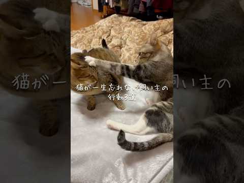 猫が一生忘れない飼い主の行動3選 猫 ねこ 保護猫 猫動画 猫のいる暮らし 猫好きさんと繋がりたい ねこのいる生活 雑… サムネイル