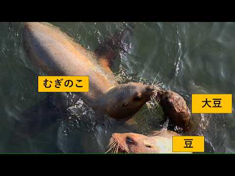 トドの「大豆」のコミュニケーション能力